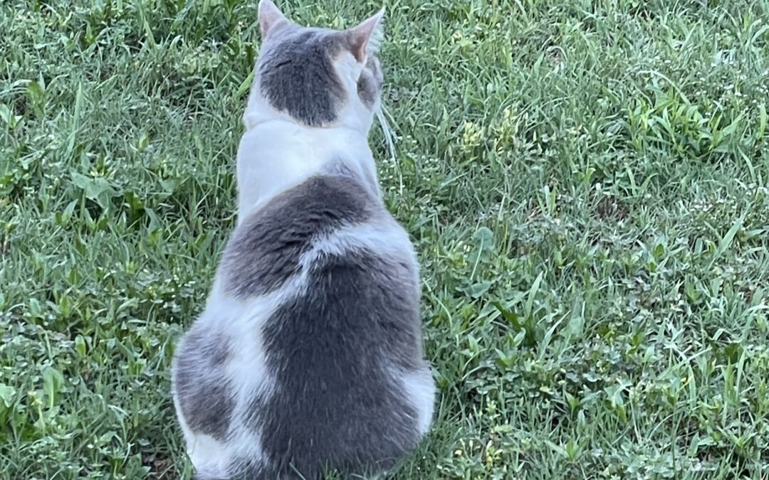 What Leaders Can Learn from Cat FOMO