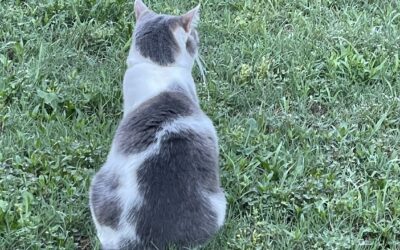What Leaders Can Learn from Cat FOMO