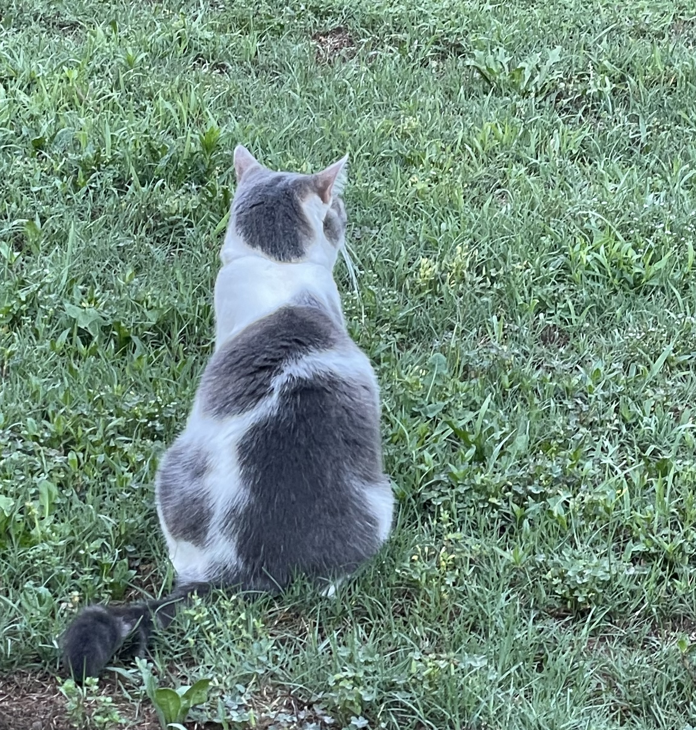 grey and white cat sitting on lawn looking away